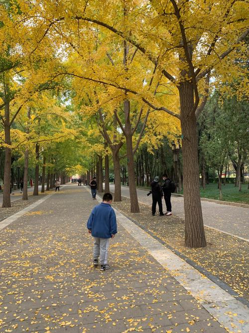 北京地坛公园银杏大道_北京地坛公园银杏大道视频