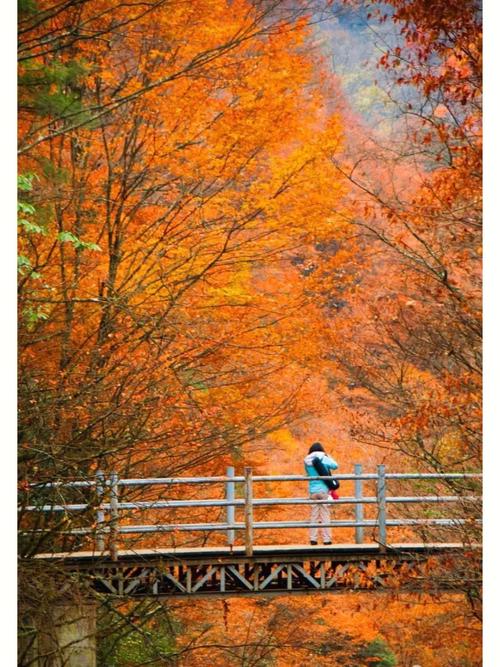 光雾山红叶最佳时间-四川光雾山红叶最佳时间