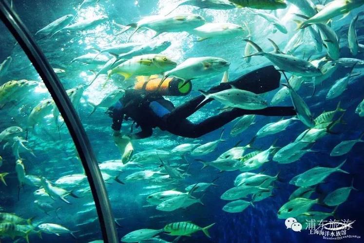 上海水族馆开放时间-上海水族馆开放时间表