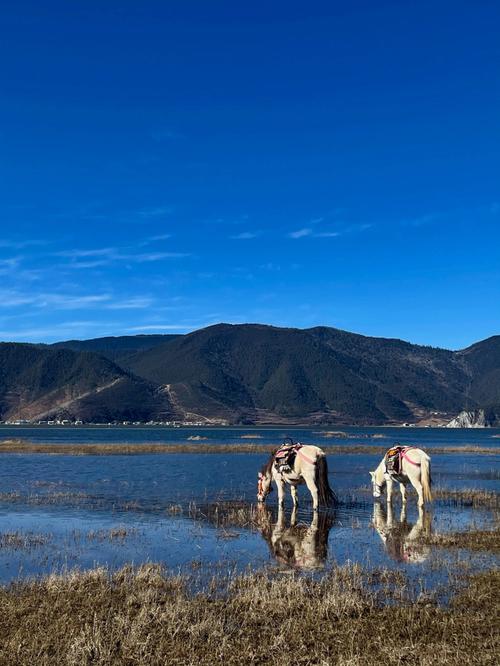 香格里拉纳帕海_香格里拉纳帕海可以钓鱼吗