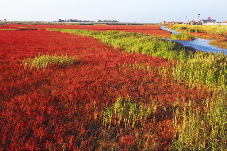 红海滩是什么植物_红海滩是什么植物的别称